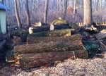 Logging Tree Wood Lumber Trunk