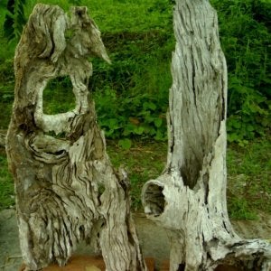 exotic Molave driftwood projects